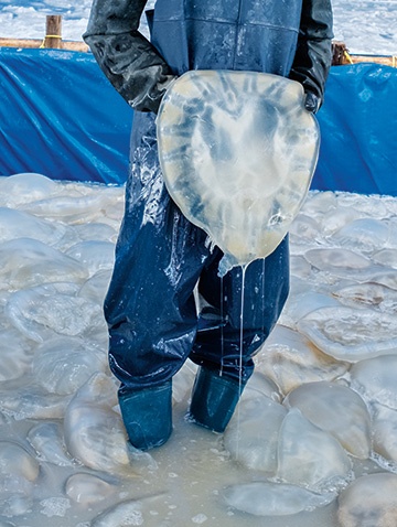 タイ南部のソンクラー県の海岸で、作業員が水揚げされたクラゲから毒のある触手を取り除く。アジアの一部ではクラゲが食用にされていて、タイでも古くからクラゲ漁が行われてきた。(PHOTOGRAPH BY KARL MANCINI)