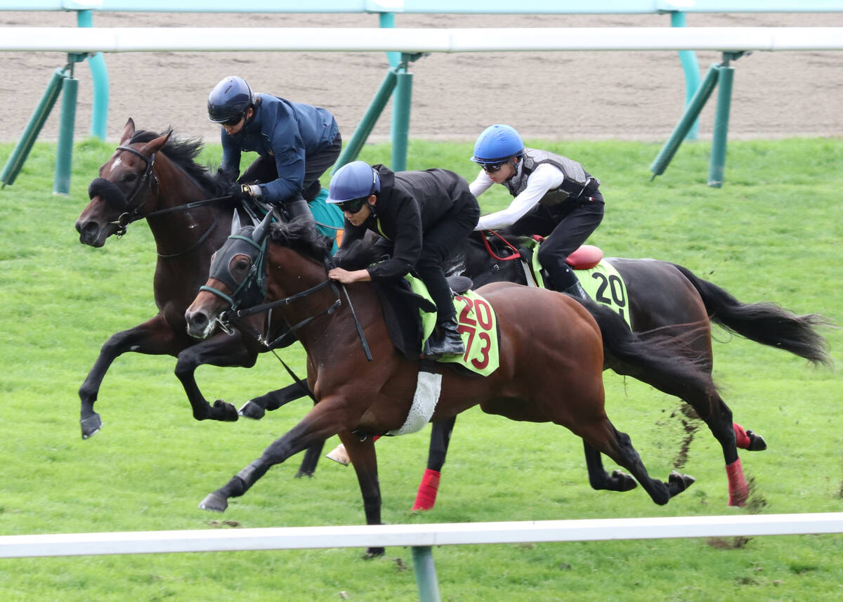 ショウナンガレオンと互角の動きを見せたローズファミリー（手前）（カメラ・坂本　達洋）
