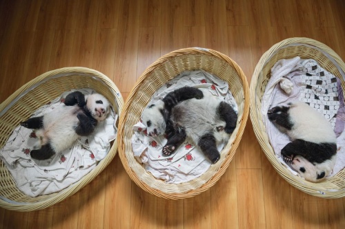 碧峰峡の保育室で昼寝をする、生後3カ月の子パンダたち。双子を産んだ母パンダは通常、両方を公平に世話できない。そこで飼育員が子育てをサポートし、母親の手元の赤ちゃんを1 頭ずつ交代させて負担を減らすことで、2頭ともうまく育つように工夫している。（PHOTOGRAPH BY AMI VITALE）
