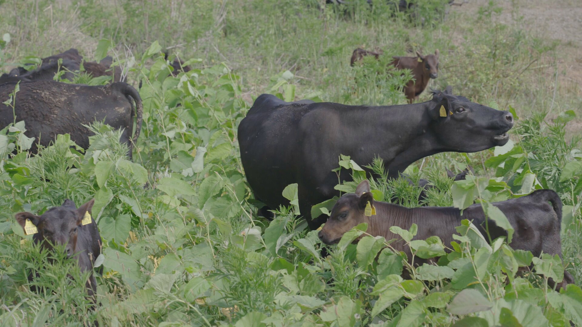 人の背丈ほどある草もむしゃむしゃ食べるワイルドな牛たち