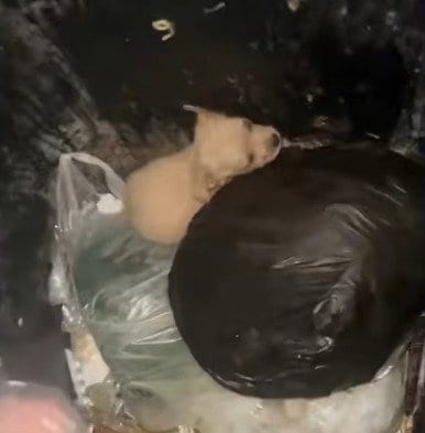 【ゴミ箱に捨てられていた】2匹の子犬を保護 親切な人のもとで育てられながら新しい飼い主を探すことに