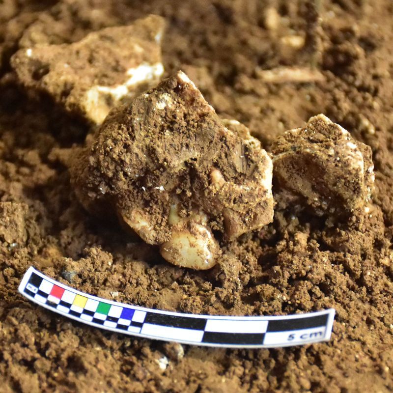 2万5000～1万6000年前に生存していた採集民の歯/MAPANG Project