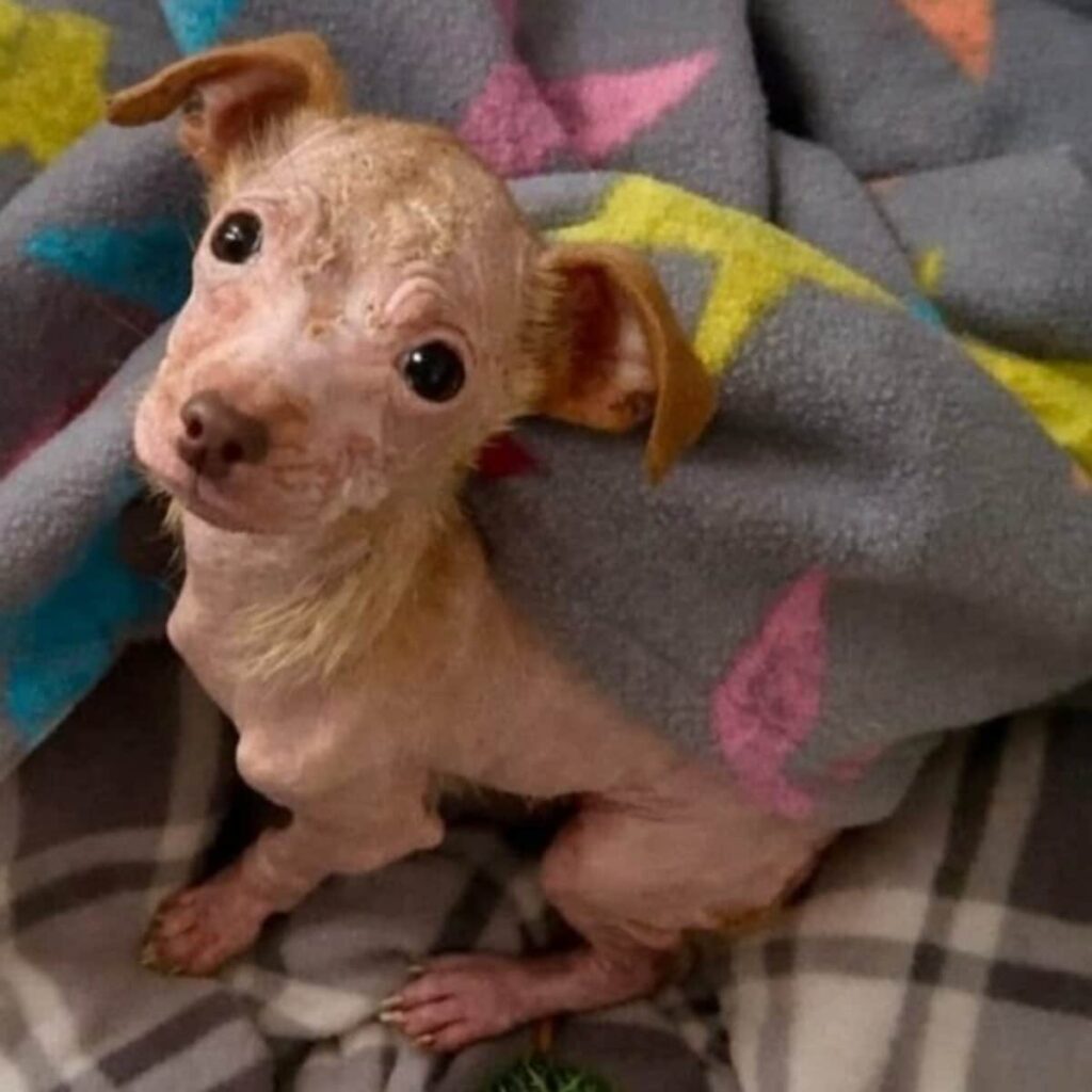 毛が抜け落ちた「チワワの仔犬」を保護 見違えるように変化した姿に「たまらない可愛さ」の声 LIMO編集部が感動の投稿をピックアップ！獣医師・動物看護の年収についても紹介 | LIMO