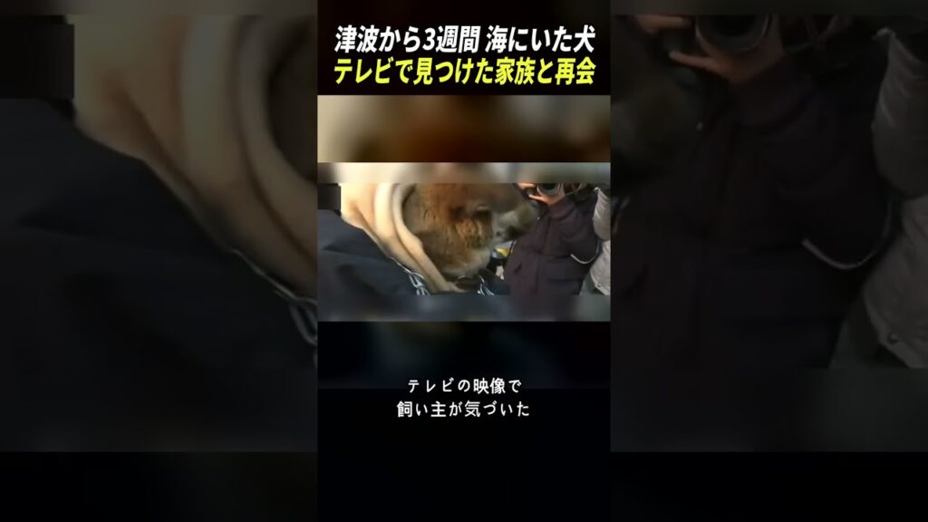 津波から3週間 海にいた犬 テレビで見つけた家族と再会