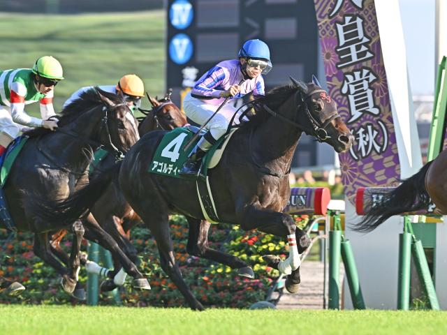 アゴルディーノ(c)netkeiba、撮影：小金井邦祥