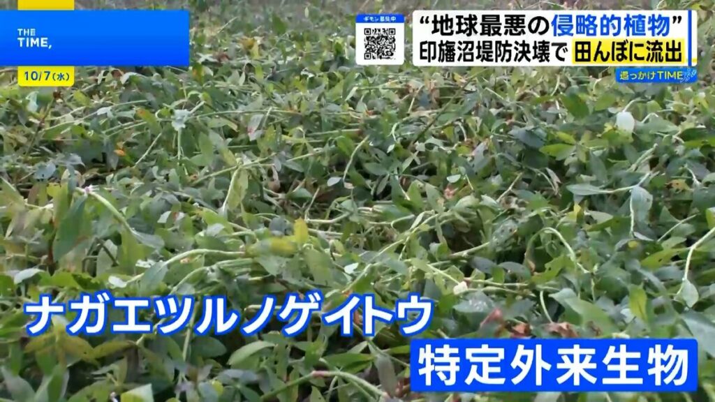 印旛沼決壊で“地球最悪の侵略的植物”ナガエツルノゲイトウが流出 ポンプ停止で水害リスクも…農家を悩ます驚異の生命力とは【THE TIME,】 – ライブドアニュース 印旛沼決壊で“地球最悪の侵略的植物”ナガエツルノゲイトウが流出 ポンプ停止で水害リスクも…農家を悩ます驚異の生命力とは【THE TIME,】 - ライブドアニュース