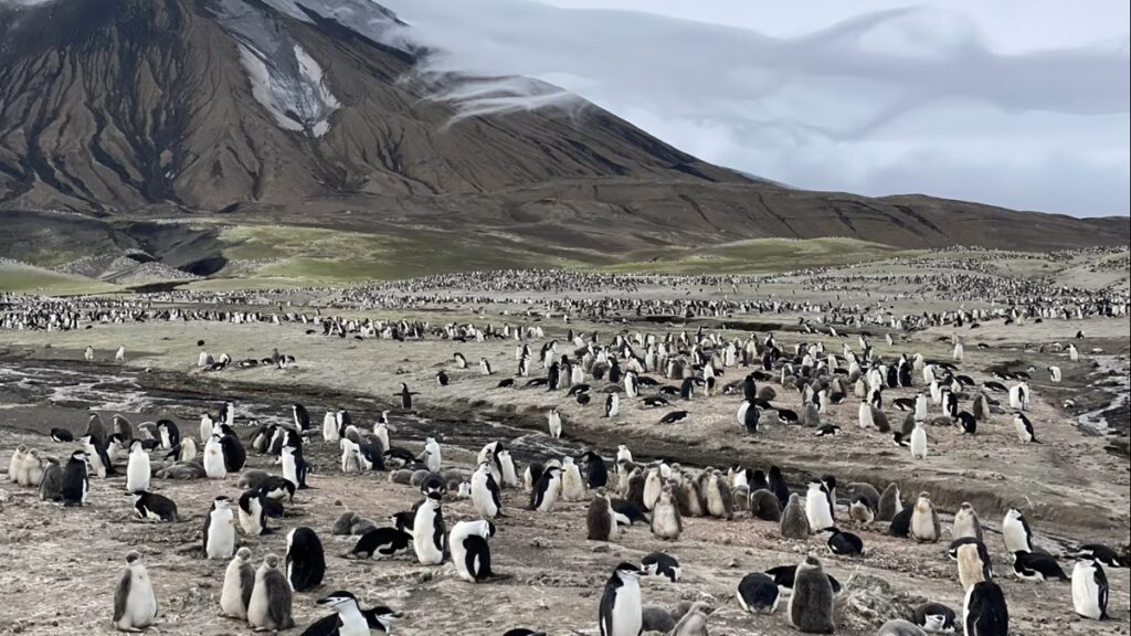 「世界最大のペンギン繁殖地」に異変、その座を失った理由とは(1/2) - CNN.co.jp