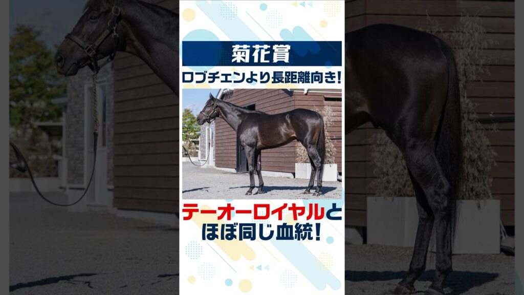 【菊花賞2026 事前注目馬】ロブチェンよりも馬体は長距離向き！あの天皇賞馬と同配合の伏兵は要チェック🧐
