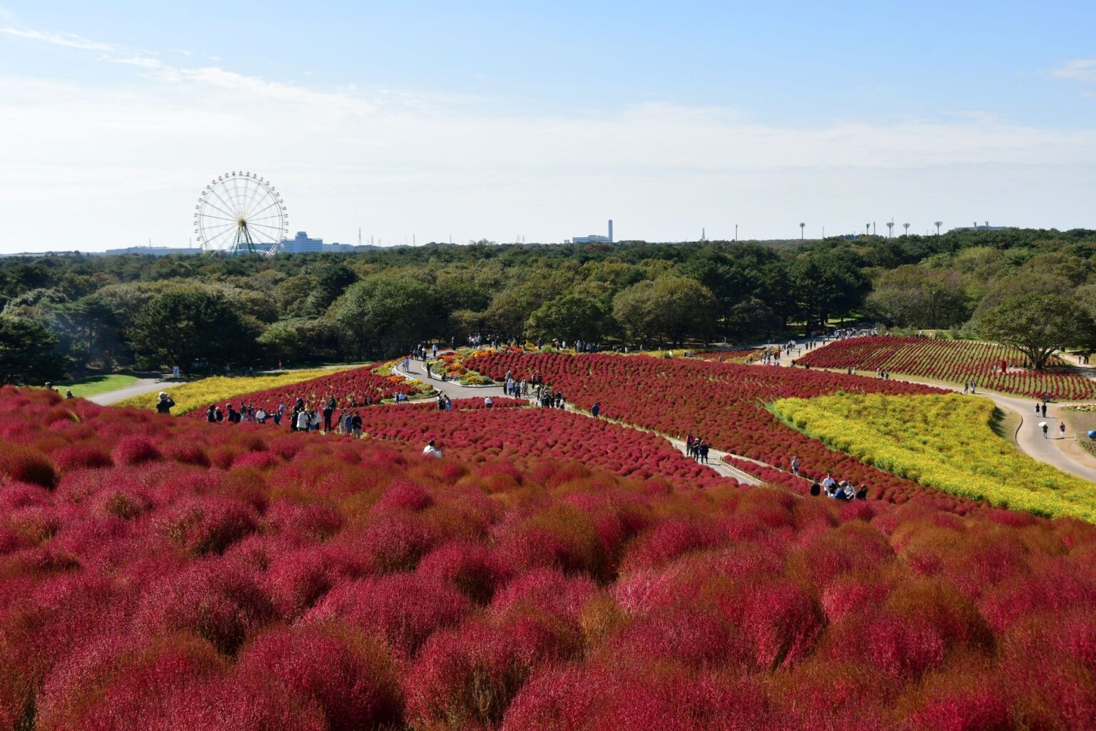 コキア 赤と琥珀色のグラデーションへ（国営ひたち海浜公園） | 一般財団法人　公園財団のプレスリリース