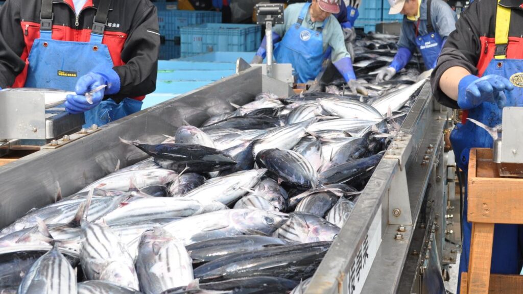 生鮮カツオ日本一の気仙沼港、味わうなら刺し身：漁船支え、350年の歴史 | nippon.com