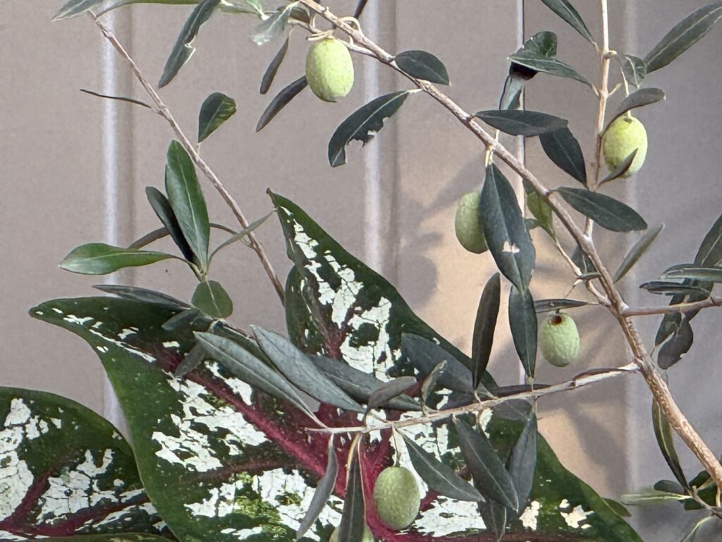 iPhone16 Pro 24倍ズーム